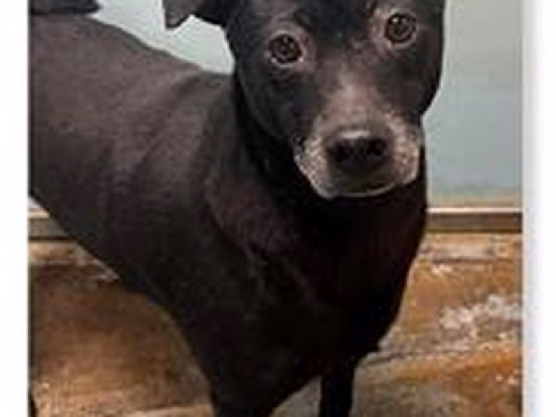 Black adult male mixed-breed dog, Medium, shelter no. …2310
