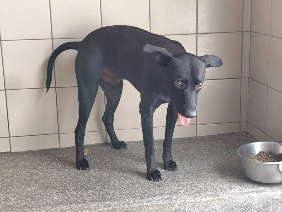 Black adult male mixed-breed dog, Large, shelter no. …0101