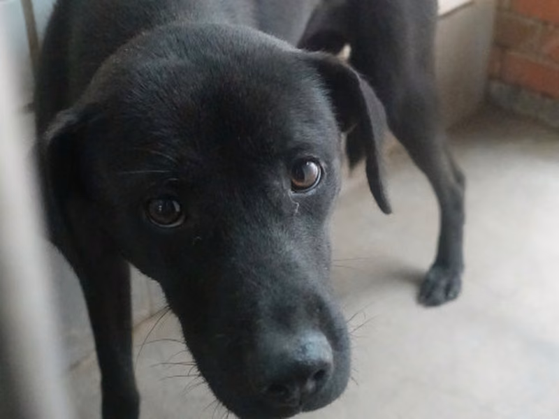 Black adult female mixed-breed dog, Large, shelter no. …0220