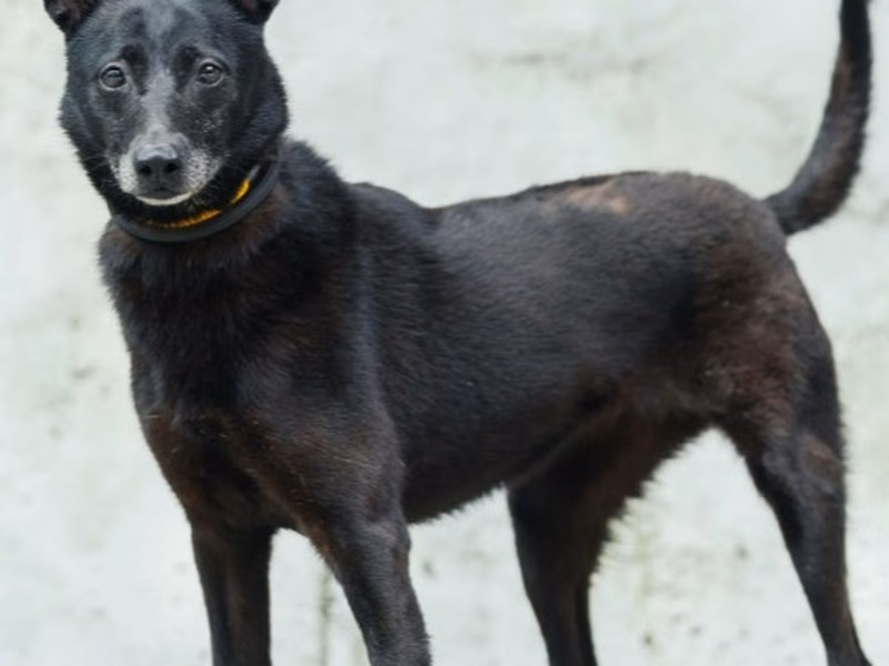 Black adult male mixed-breed dog, Medium, shelter no. …2001
