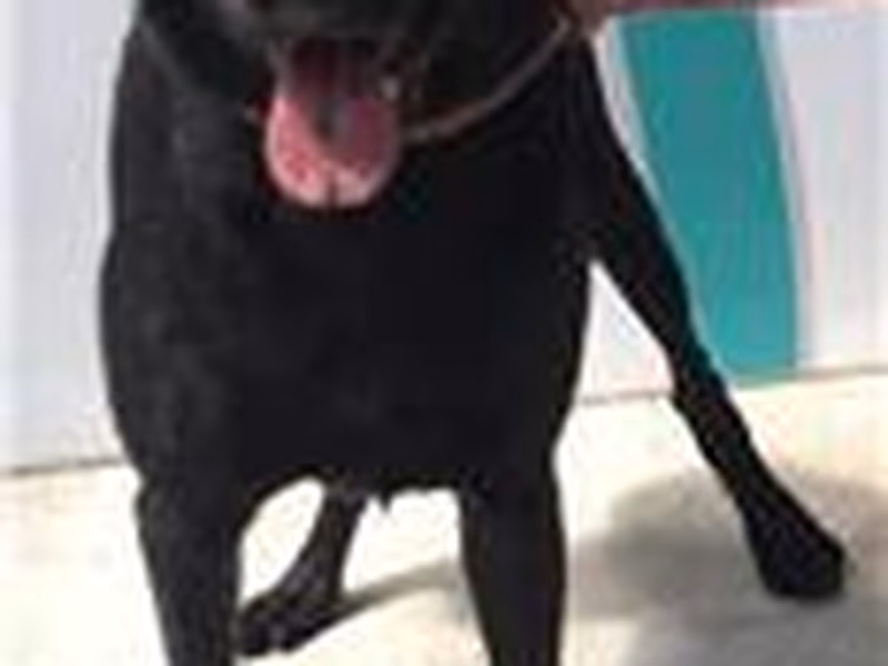 Black adult male mixed-breed dog, Medium, shelter no. …0024