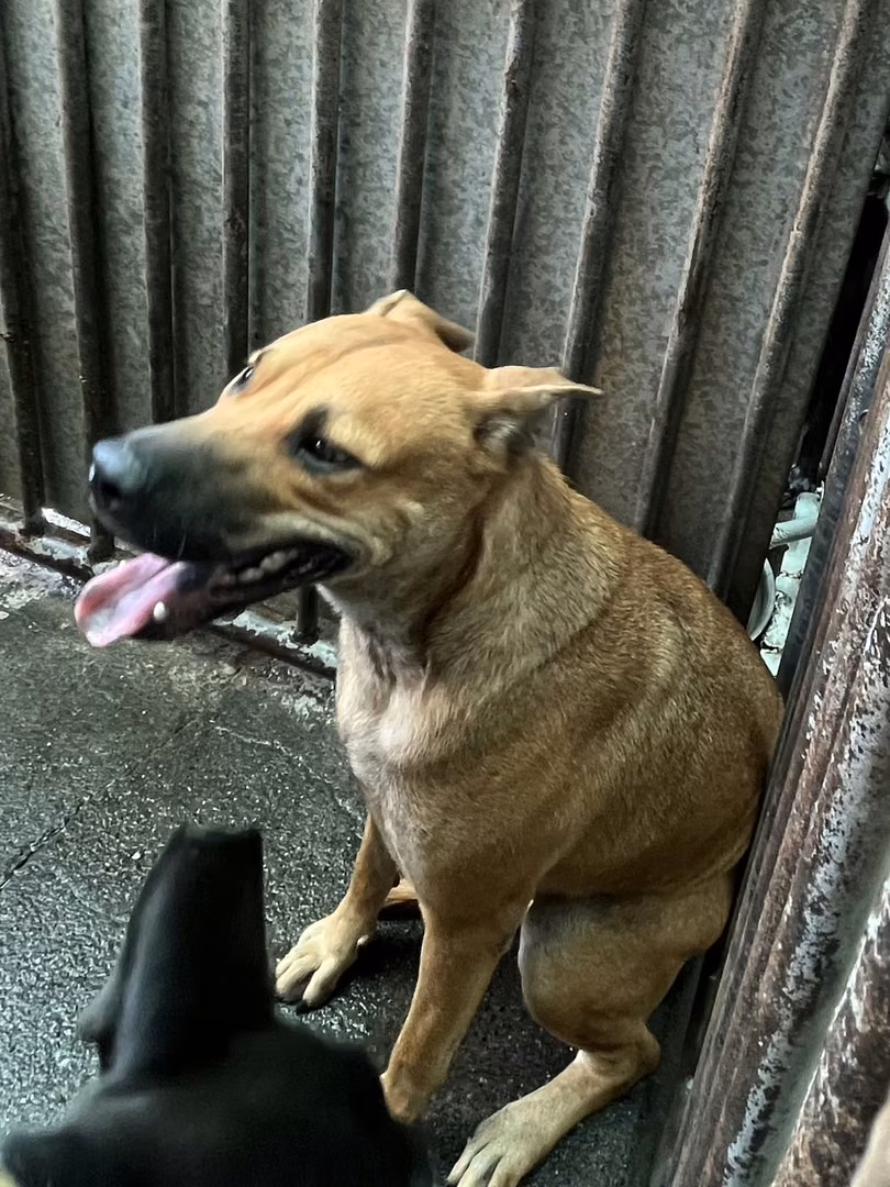 Tan adult male mixed-breed dog, Medium, shelter no. …7001