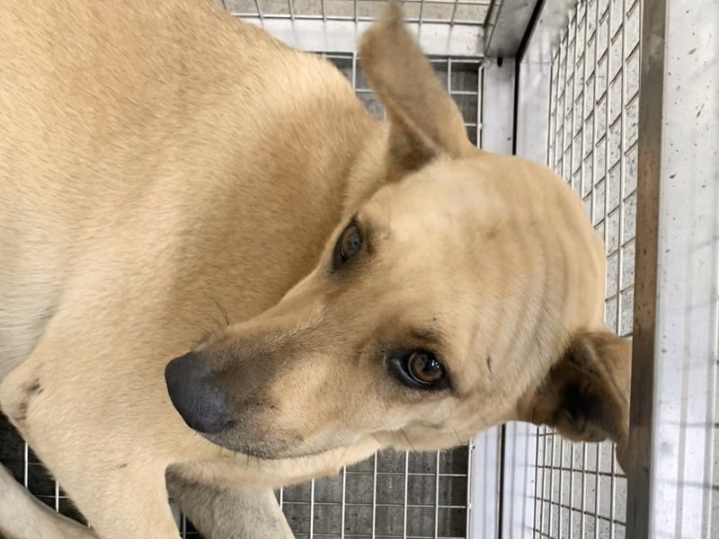 Tan adult female mixed-breed dog, Medium, shelter no. …1501