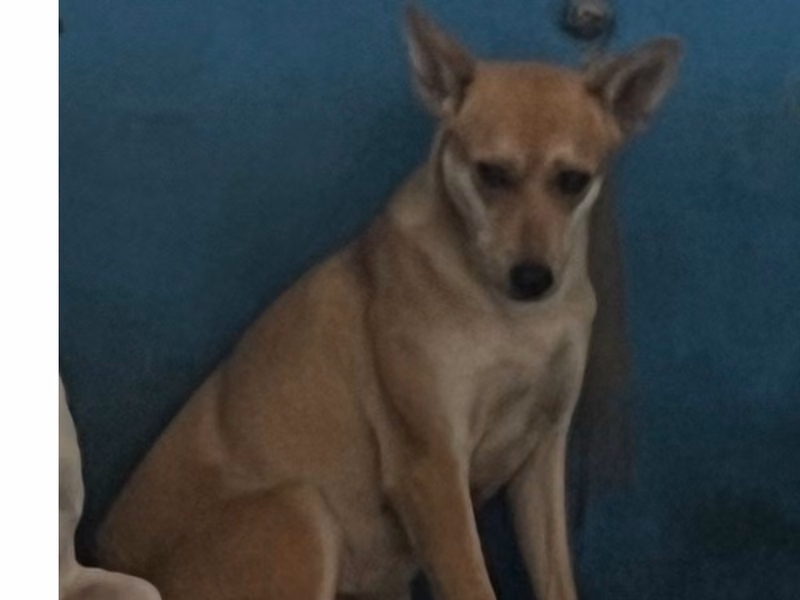 Tan adult female mixed-breed dog, Large, shelter no. …0003