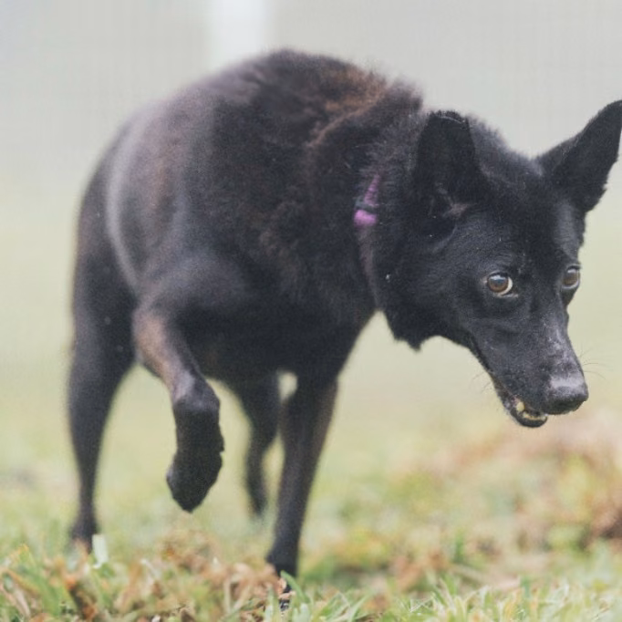 Black adult female mixed-breed dog, Medium, shelter no. …1002
