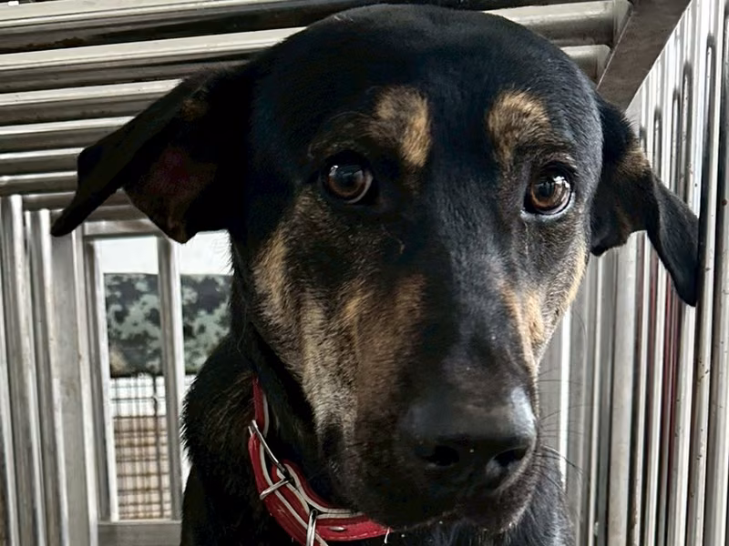 Black-and-brown adult male mixed-breed dog, Medium, shelter no. …1008