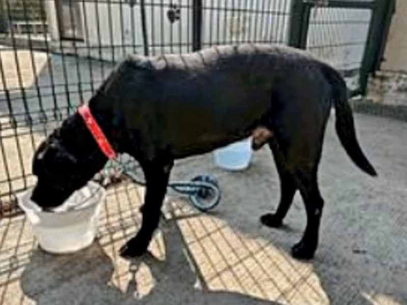 Black adult male Labrador Retriever, Large, shelter no. …7001
