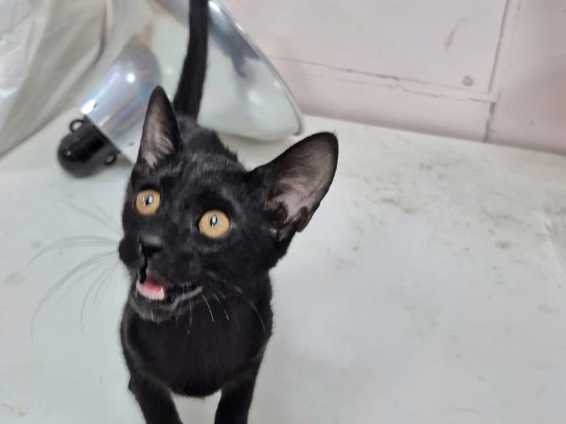 Black young female mixed-breed cat, Small, shelter no. …7002