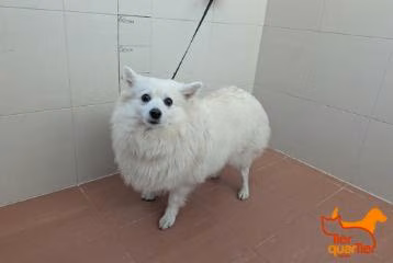White adult female German Spitz, shelter no. …3833