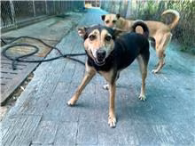 Black-and-tan adult female mixed-breed dog, Medium, shelter no. …2001