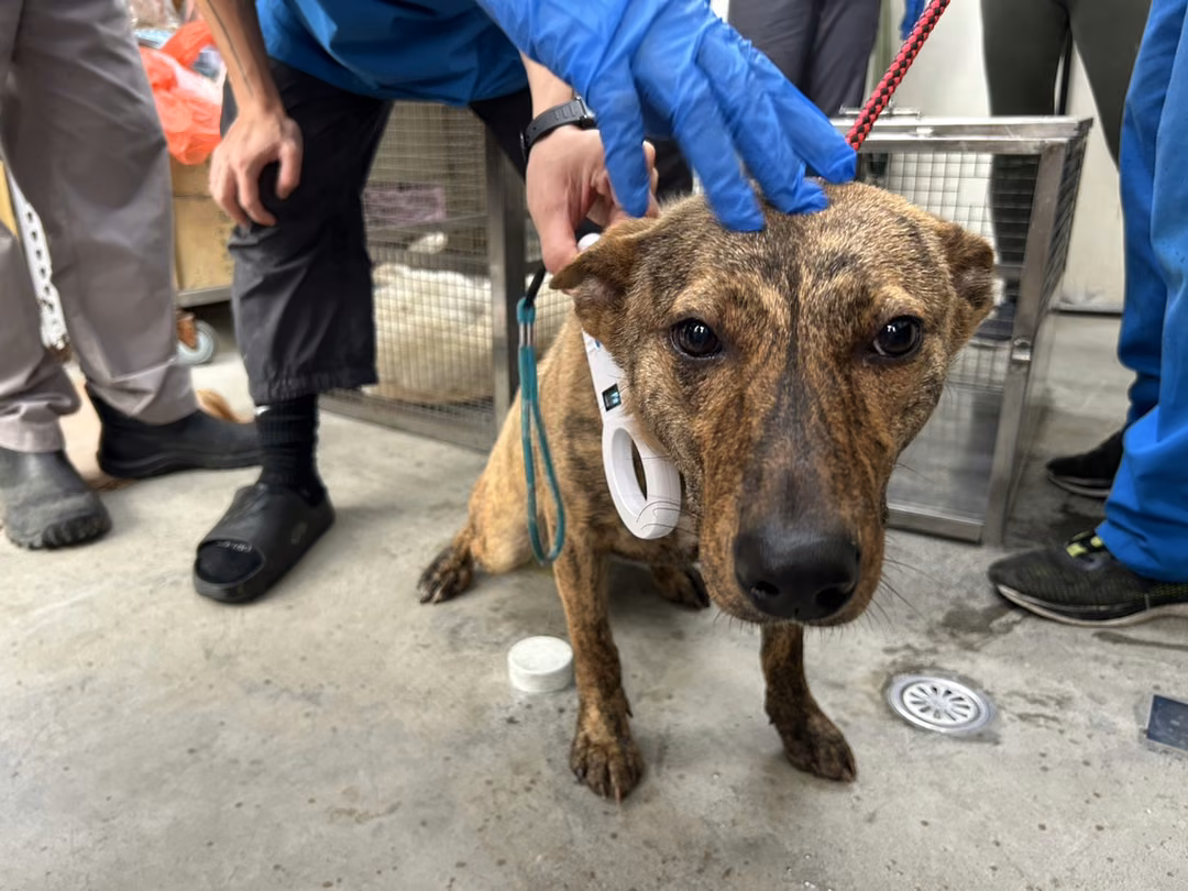 Tabby adult female mixed-breed dog, Medium, shelter no. …2710