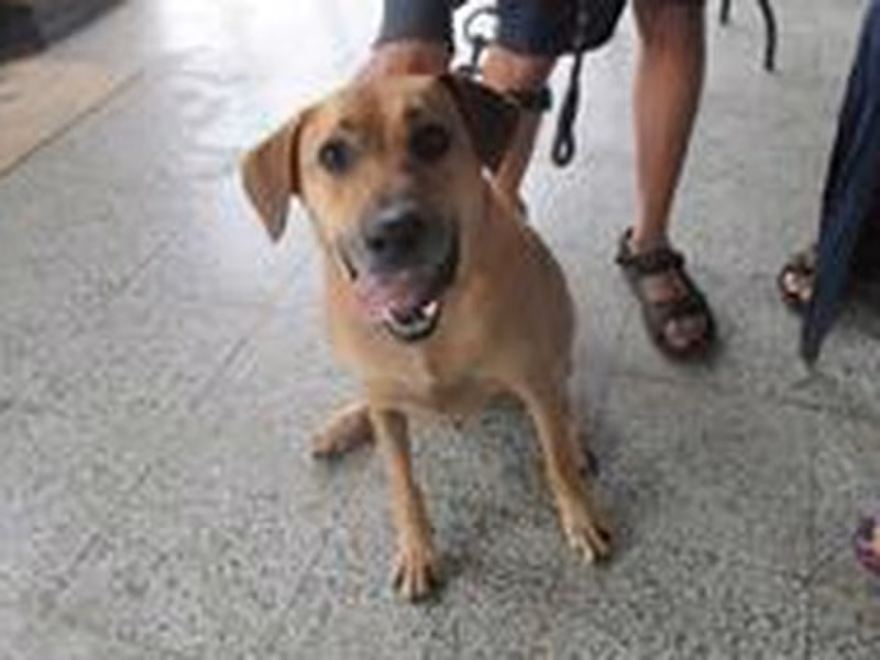 Tan adult male mixed-breed dog, Medium, shelter no. …3002