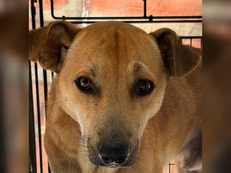 Tan adult male mixed-breed dog, Large, shelter no. …2002