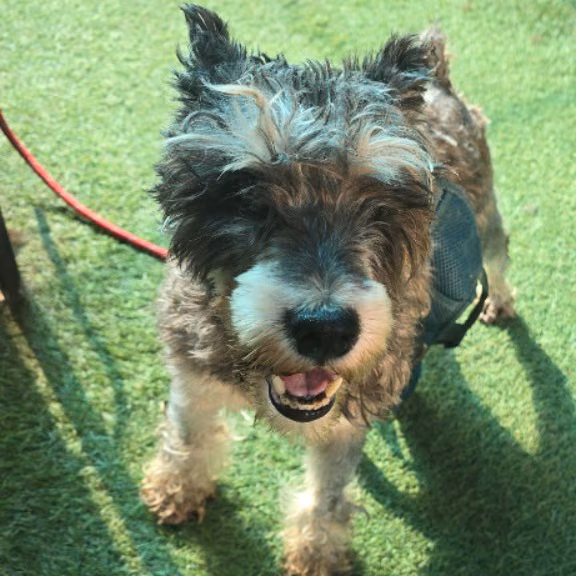Gray adult female Miniature Schnauzer, Small, shelter no. …7-01