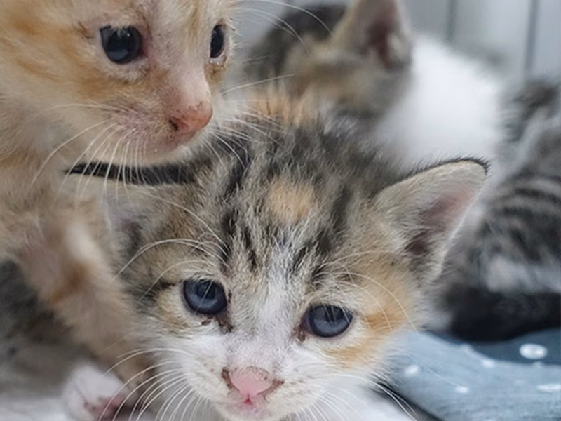 Calico young mixed-breed cat, Small, shelter no. …0762