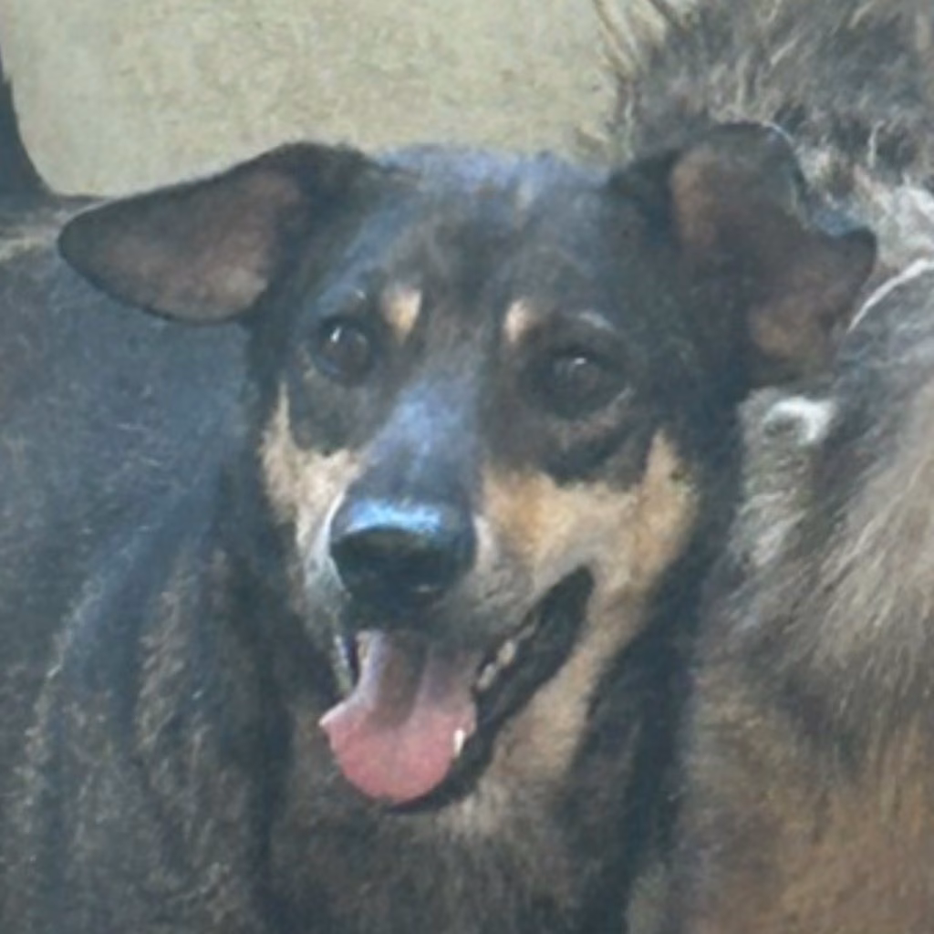 Tabby adult male mixed-breed dog, Medium, shelter no. …7030