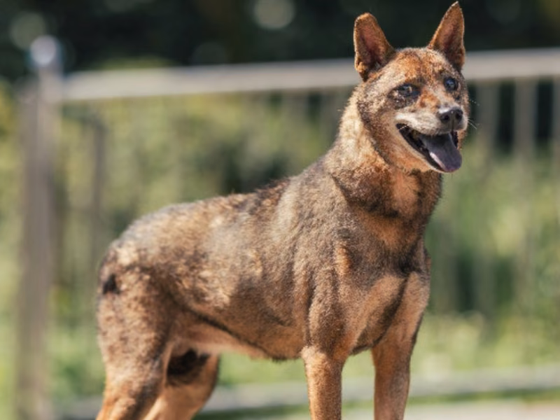 Black-and-tan adult female mixed-breed dog, Medium, shelter no. …1605