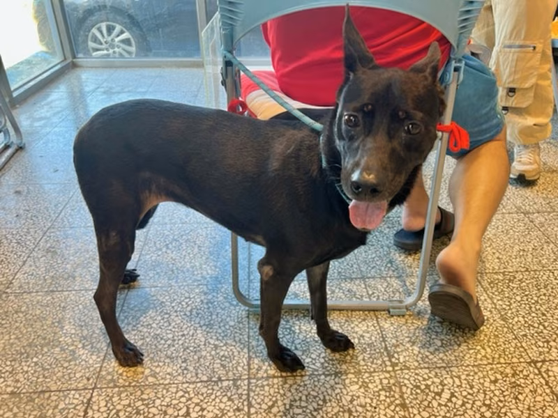 Black adult female mixed-breed dog, Medium, shelter no. …6012
