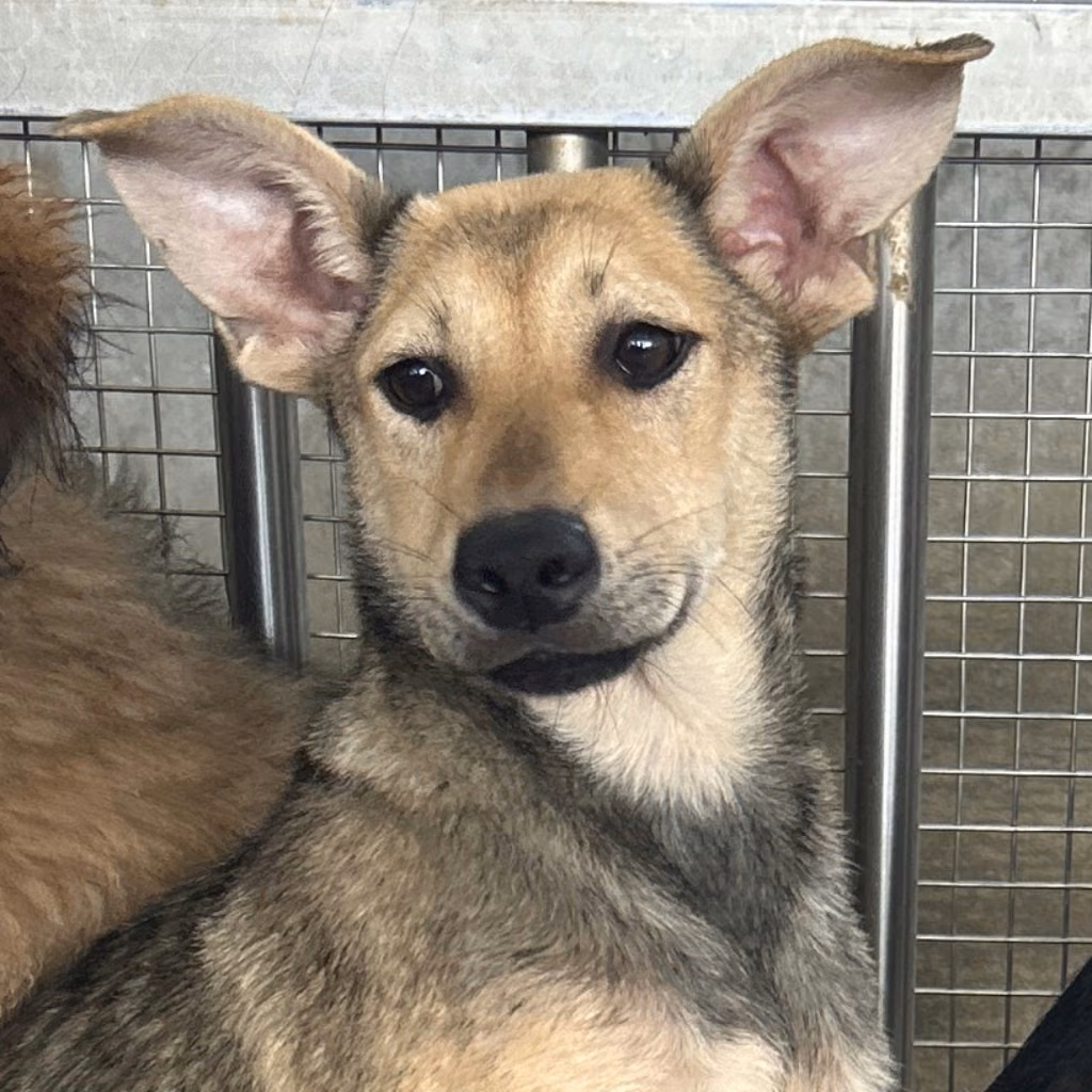 Black-and-tan young female mixed-breed dog, Medium, shelter no. …3010