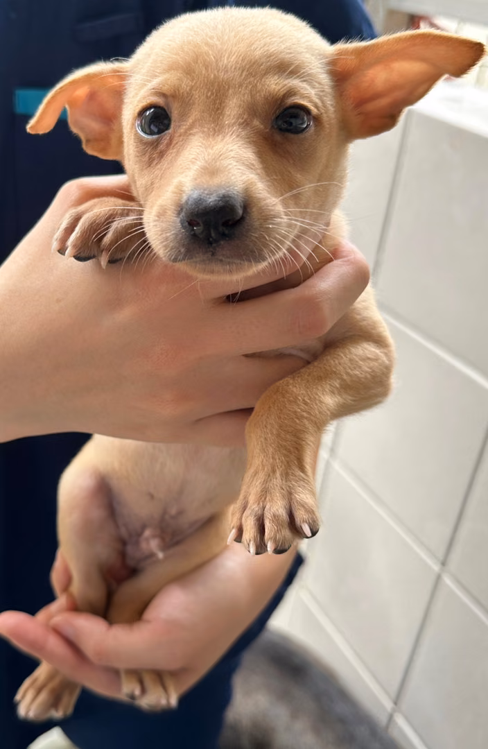 Tan young male mixed-breed dog, Medium, shelter no. …3001