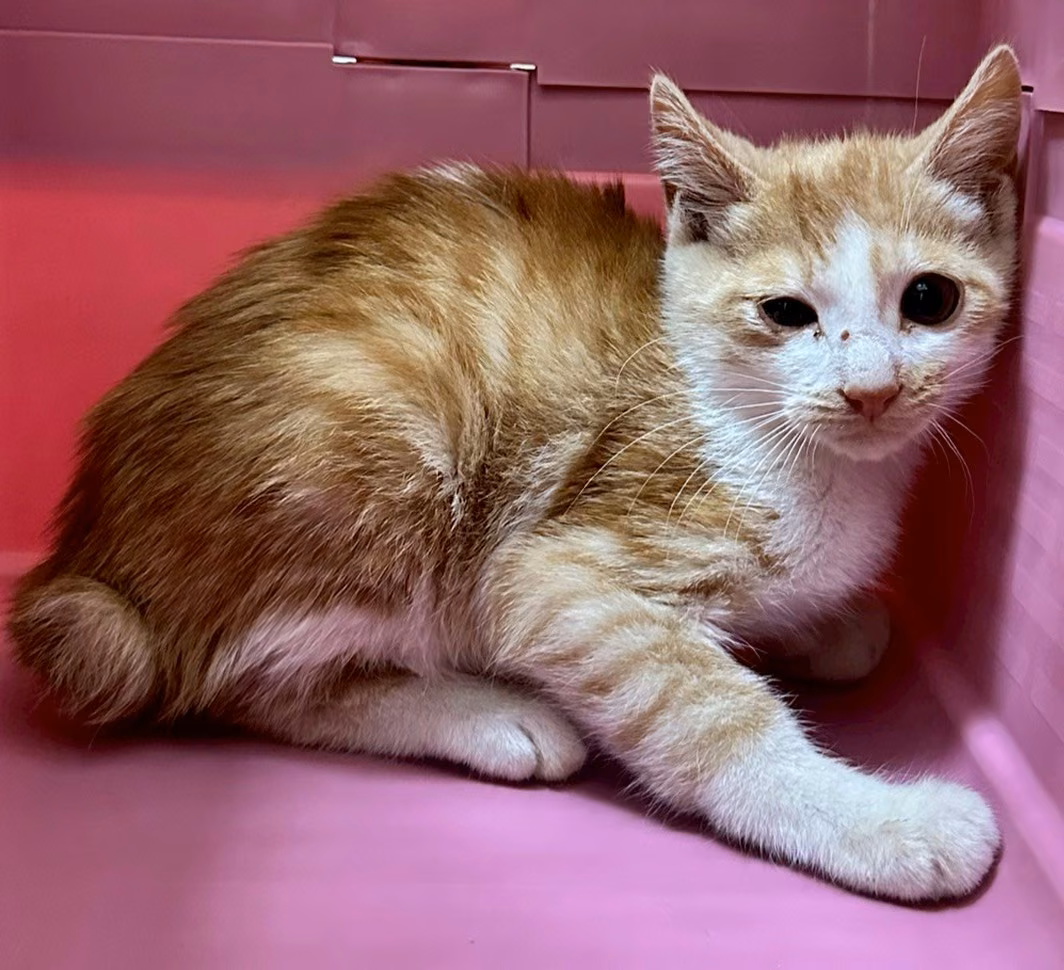 Young male mixed-breed cat, Small, shelter no. …8005