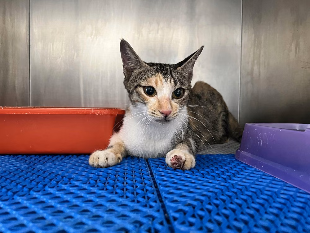 Patched adult female mixed-breed cat, Medium, shelter no. …1004