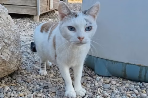 Sambala、成犬・成猫 · メス · 小型 · ヨーロピアンショートヘア