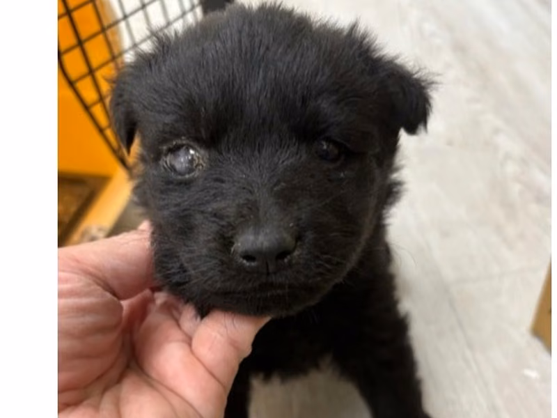 Black young male mixed-breed dog, Medium, shelter no. …7004