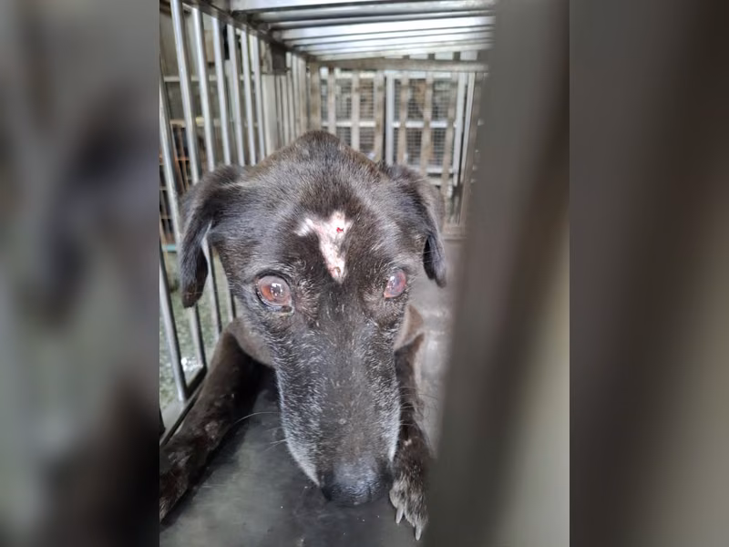 Black adult male mixed-breed dog, Medium, shelter no. …4-04