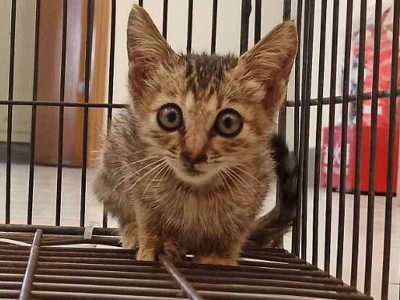 Young female mixed-breed cat, Small, shelter no. …7C04