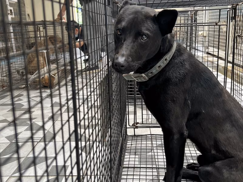 Black adult male mixed-breed dog, Large, shelter no. …1018