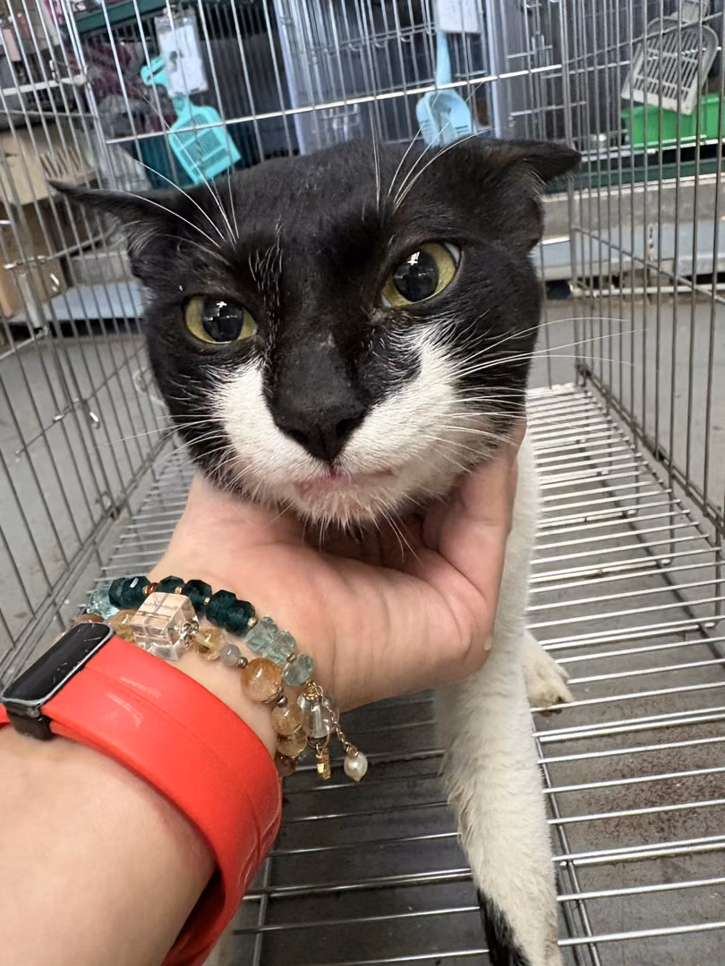 Black-and-white adult male mixed-breed cat, Medium, shelter no. …2001