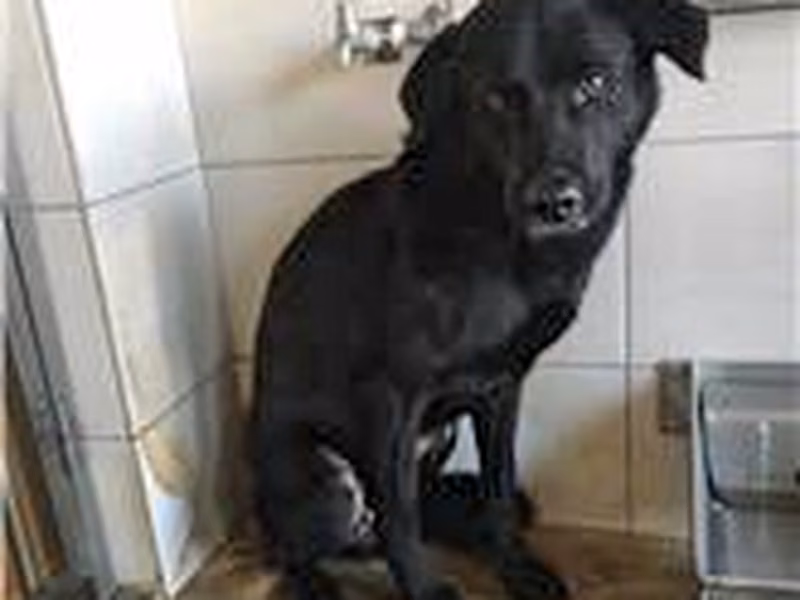 Black adult male mixed-breed dog, Medium, shelter no. …1D01