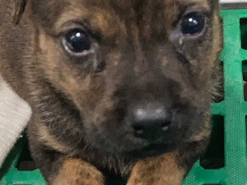Black-and-brown young female mixed-breed dog, Small, shelter no. …2003