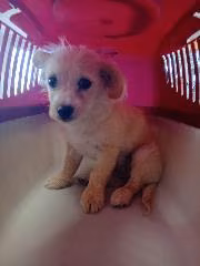 Young female mixed-breed dog, shelter no. …4260