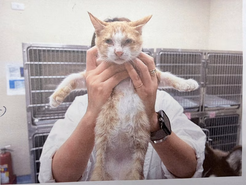 Orange-and-white young male mixed-breed cat, Small, shelter no. …3003