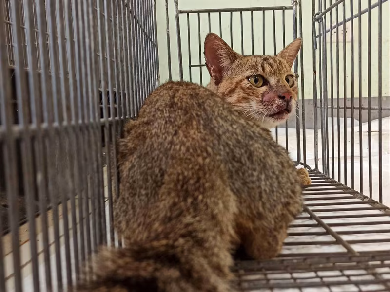 Adult male mixed-breed cat, Small, shelter no. …8C01