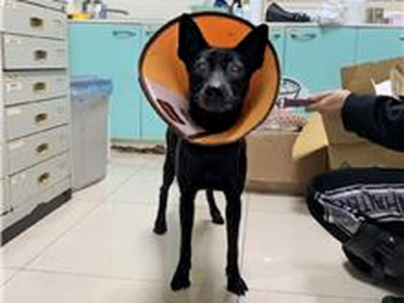 Black adult male mixed-breed dog, Medium, shelter no. …2201