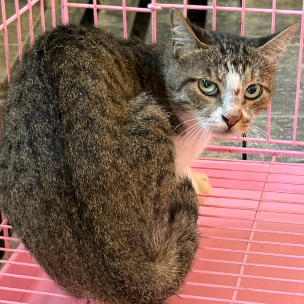Tabby-and-white adult female mixed-breed cat, Medium, shelter no. …0002