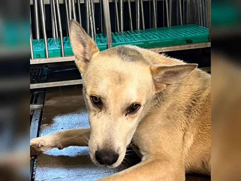 Tan-and-white adult male mixed-breed dog, Large, shelter no. …6007