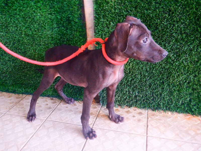 Black young male mixed-breed dog, Small, shelter no. …4152