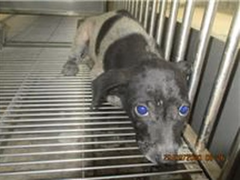 Black-and-white male mixed-breed dog, Small, shelter no. …9001