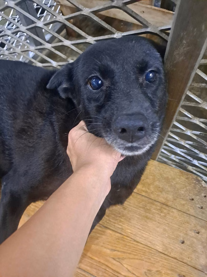 Tan adult female mixed-breed dog, Medium, shelter no. …0011