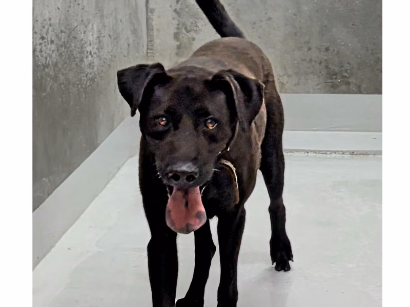 Black adult male mixed-breed dog, Large, shelter no. …5003