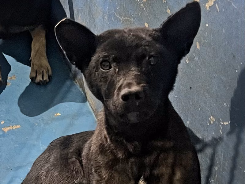 Black adult male mixed-breed dog, Large, shelter no. …8028