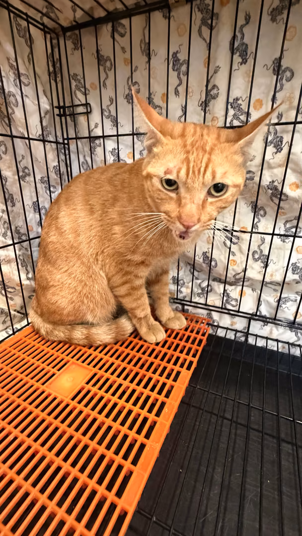 Orange tabby adult male mixed-breed cat, Medium, shelter no. …8001