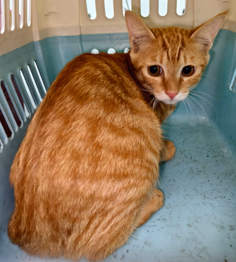 Adult female mixed-breed cat, Medium, shelter no. …3005