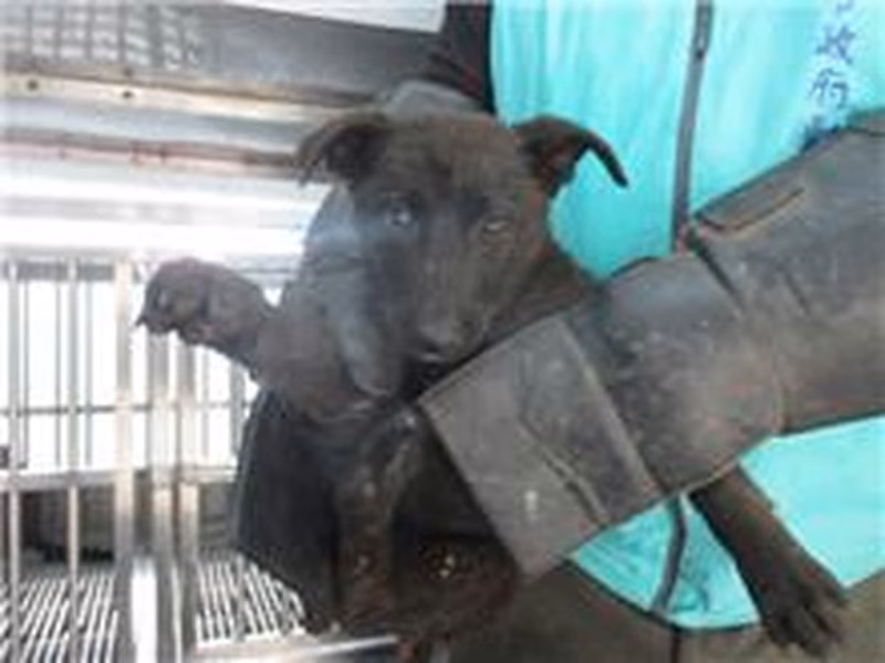 Black adult male mixed-breed dog, Small, shelter no. …9007