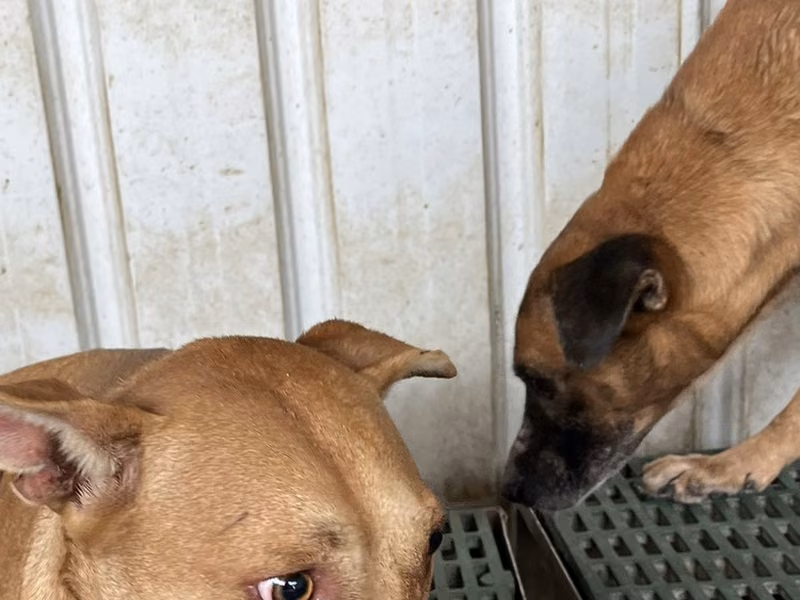 Tan adult female mixed-breed dog, Medium, shelter no. …3002