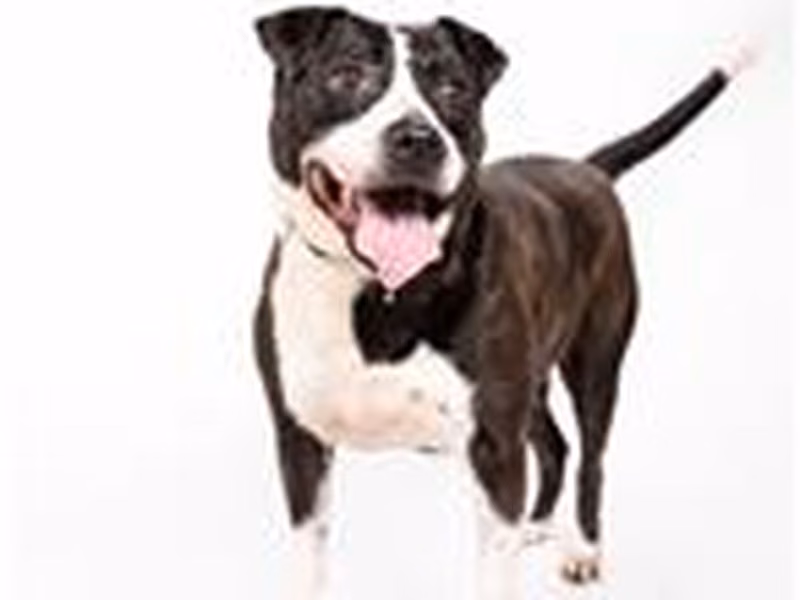 Black-and-white adult male mixed-breed dog, Medium, shelter no. …0605
